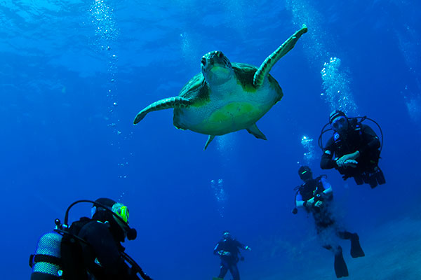 Try Dive in Tenerife