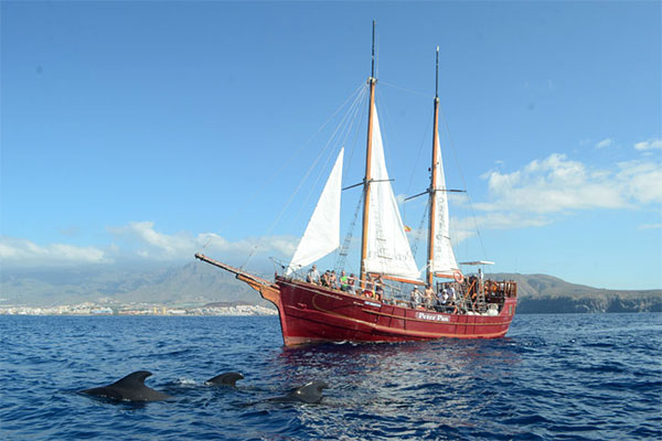 Goleta Portuguesa - Tenerife