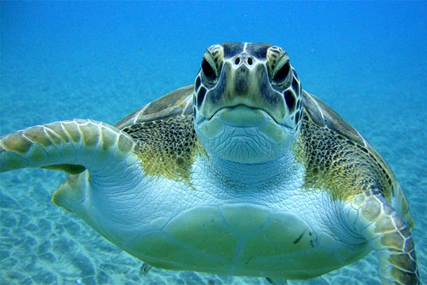 Tortuga boba - Tenerife