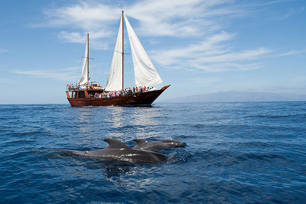 Velero Oriental- Tenerife